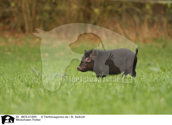 Minischwein Ferkel / BES-01895