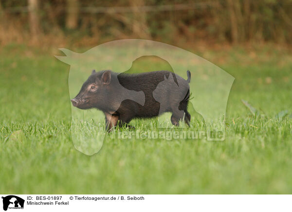 Minischwein Ferkel / BES-01897