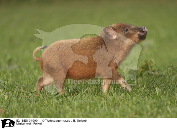 Minischwein Ferkel / BES-01900