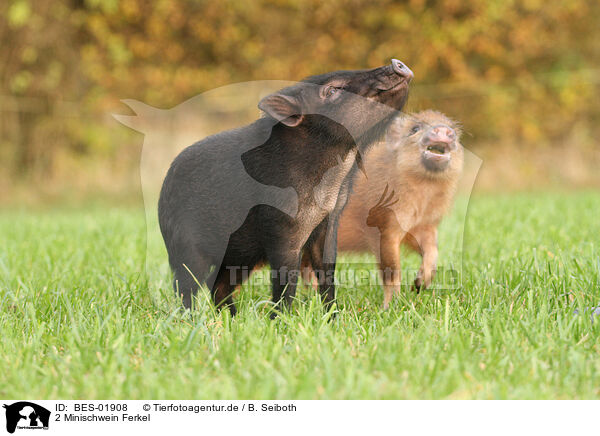 2 Minischwein Ferkel / 2 Minipig piglets / BES-01908
