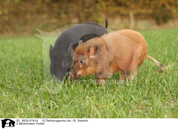 2 Minischwein Ferkel / 2 Minipig piglets / BES-01914