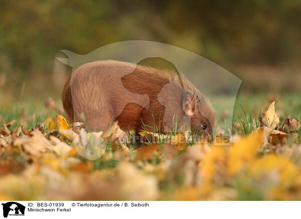 Minischwein Ferkel / Minipig piglet / BES-01939