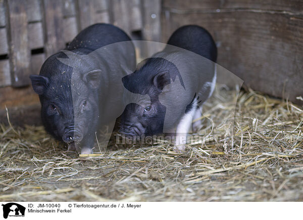 Minischwein Ferkel / micropig piglets / JM-10040