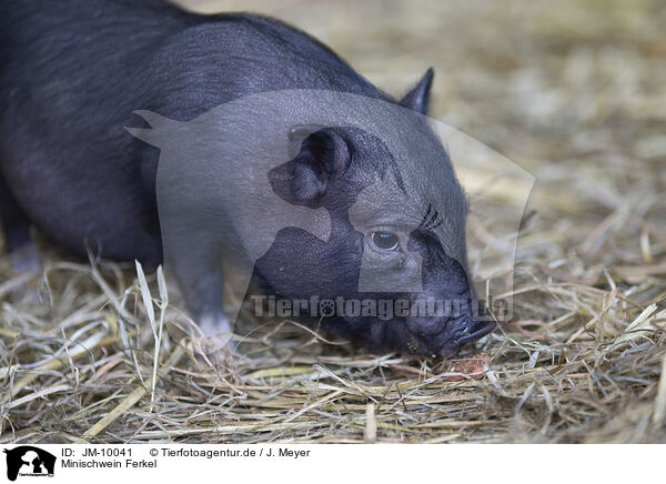 Minischwein Ferkel / JM-10041