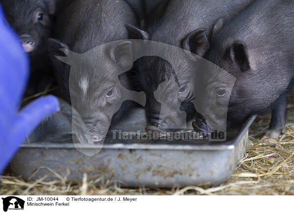 Minischwein Ferkel / JM-10044