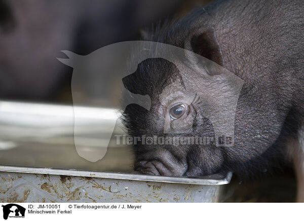 Minischwein Ferkel / JM-10051