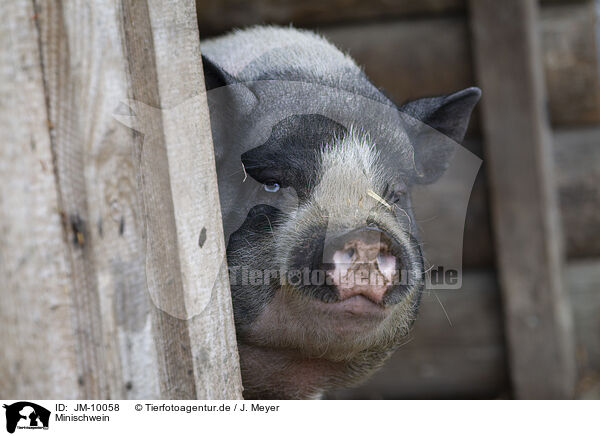 Minischwein / micropig / JM-10058