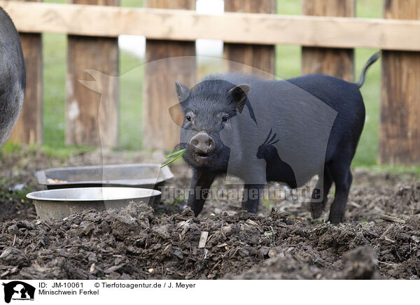 Minischwein Ferkel / JM-10061