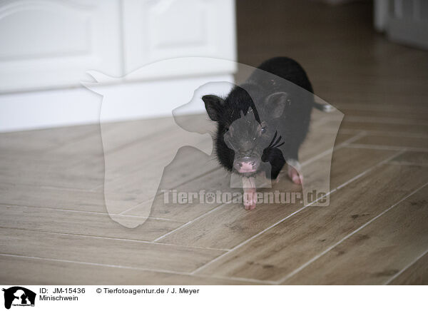 Minischwein / micropig / JM-15436