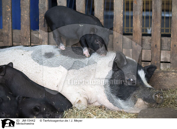 Minischweine / micropigs / JM-15442