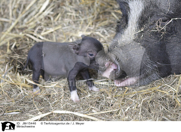 Minischweine / micropigs / JM-15446