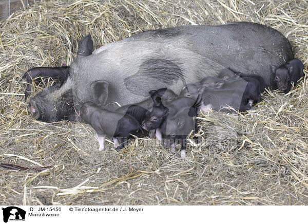 Minischweine / micropigs / JM-15450