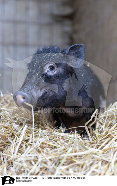 Minischwein / micropig / MAH-04026