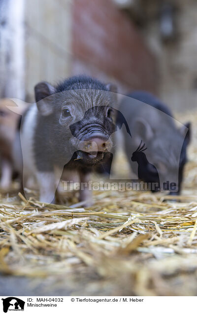 Minischweine / micropigs / MAH-04032