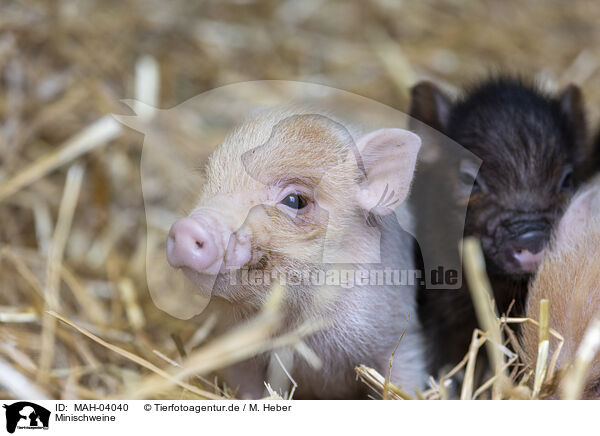 Minischweine / micropigs / MAH-04040