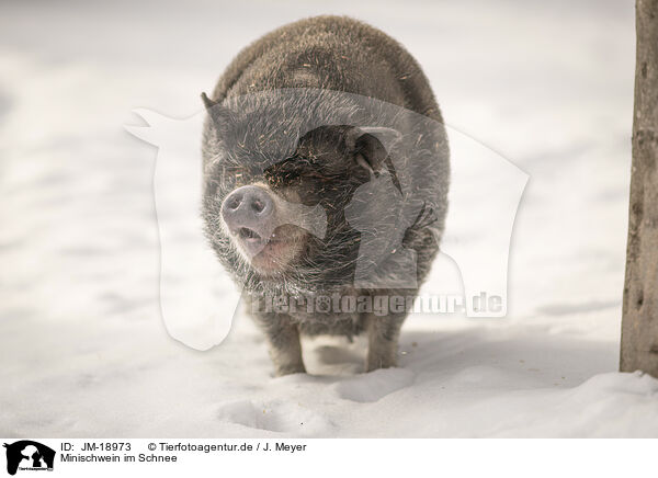 Minischwein im Schnee / JM-18973