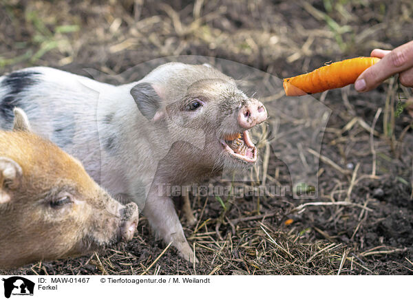 Ferkel / piglets / MAW-01467