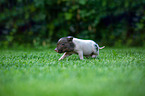 rennendes Minischwein