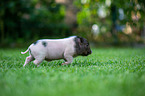 rennendes Minischwein