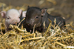 Minischwein Ferkel