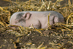 Minischwein Ferkel