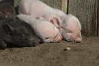 Minischwein Ferkel