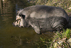 Minischwein