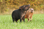 2 Minischwein Ferkel
