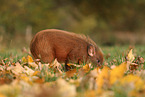 Minischwein Ferkel