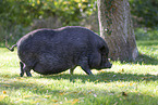 Minihngebauchschwein