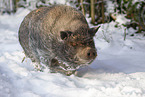 Minischwein
