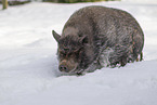 Minischwein