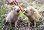 Ferkel