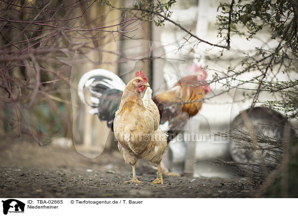 Niederrheiner / Lower Rhine Chicken / TBA-02665