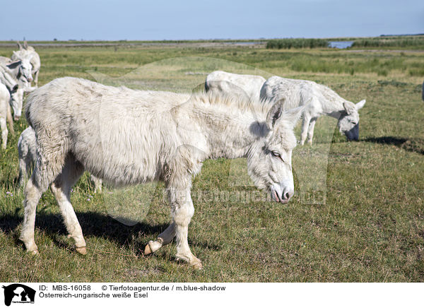 sterreich-ungarische weie Esel / Austria-Hungarian white donkeys / MBS-16058