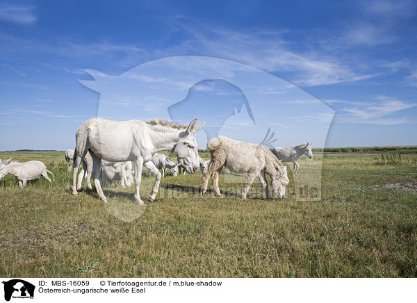 sterreich-ungarische weie Esel / Austria-Hungarian white donkeys / MBS-16059
