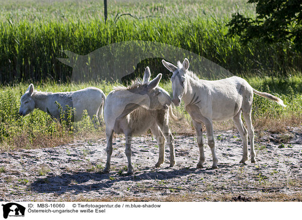 sterreich-ungarische weie Esel / Austria-Hungarian white donkeys / MBS-16060