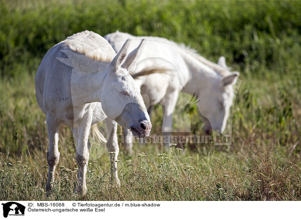 sterreich-ungarische weie Esel / Austria-Hungarian white donkeys / MBS-16068
