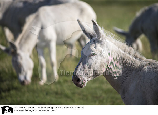 sterreich-ungarische weie Esel / Austria-Hungarian white donkeys / MBS-16069