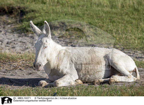 sterreich-ungarischer weier Esel / Austria-Hungarian white donkey / MBS-16071