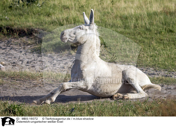 sterreich-ungarischer weier Esel / Austria-Hungarian white donkey / MBS-16072