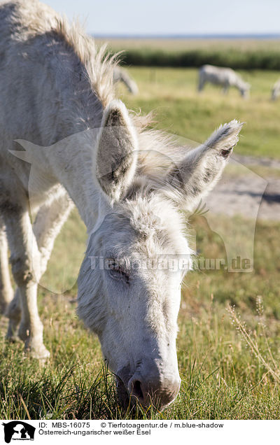sterreich-ungarischer weier Esel / Austria-Hungarian white donkey / MBS-16075