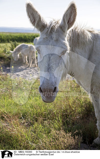 sterreich-ungarischer weier Esel / Austria-Hungarian white donkey / MBS-16080
