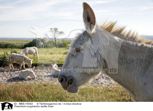sterreich-ungarische weie Esel / Austria-Hungarian white donkeys / MBS-16082