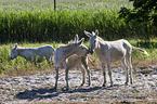 Österreich-ungarische weiße Esel