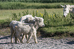 Österreich-ungarische weiße Esel