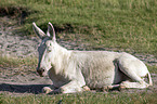 Österreich-ungarischer weißer Esel