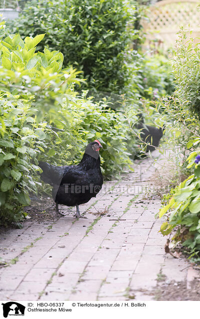 Ostfriesische Mwe / East Frisian Gull / HBO-06337