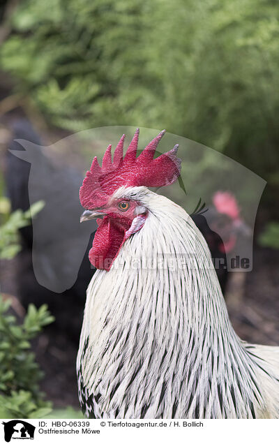 Ostfriesische Mwe / East Frisian Gull / HBO-06339