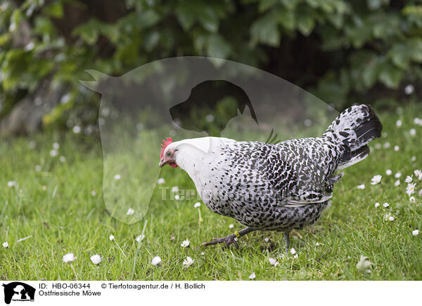 Ostfriesische Mwe / East Frisian Gull / HBO-06344